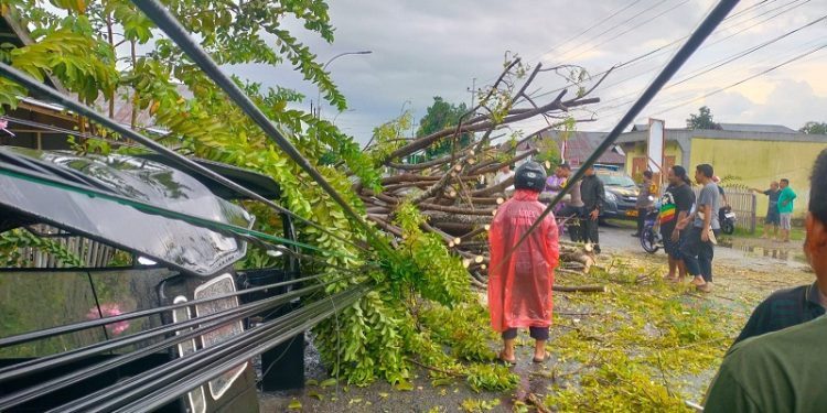 Pohon tumbang di Desa Oluhuta, Kecamatan Kabila, Kabupaten Bone Bolango, Jumat (8/12/2023). (F. Putra/gopos)