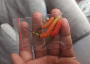 Postingan warganet soal fenomena harga cabai rawit yang dijual per biji, heboh di media sosial.(F. Alwin)