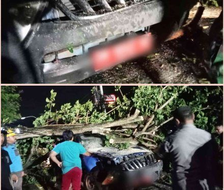 Dua orang dilaporkan jadi korban akibat kejadian pohon tumbang yang terjadi di depan Mapolda Gorontalo, Jumat malam (5/1/2024).