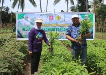 Plt Bupati Bone Bolango, Merlan S. Uloli didampingi Kepala Dinas Ketahanan Pangan dan Pertanian, Yusbar Ismail saat melakukan panen sayur di Desa Bube Baru, Kecamatan Suwawa, Jumat (5/1/2024). (Foto Yudi/Sespri)