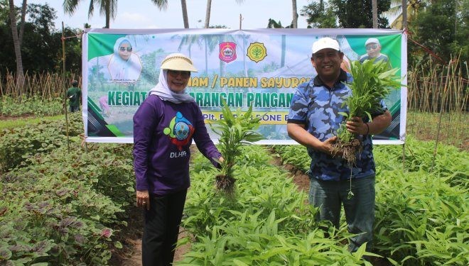 Plt Bupati Bone Bolango, Merlan S. Uloli didampingi Kepala Dinas Ketahanan Pangan dan Pertanian, Yusbar Ismail saat melakukan panen sayur di Desa Bube Baru, Kecamatan Suwawa, Jumat (5/1/2024). (Foto Yudi/Sespri)