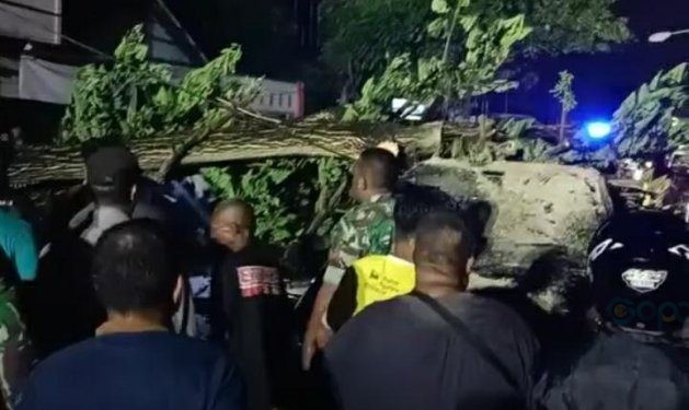 Pohon tumbang yang berlokasi di depan Polda Gorontalo, Jumat (5/1/2024).