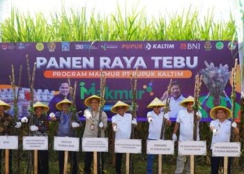Konsisten Jalankan Program MAKMUR, Pupuk Kaltim Berhasil Merealisasikan 72.436 Hektare Lahan dengan 24.497 Petani yang Bergabung