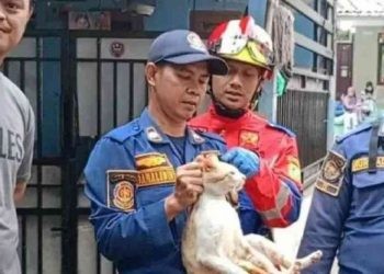 Seekor kucing oren diamankan Damkar karena sering menyerang warga.