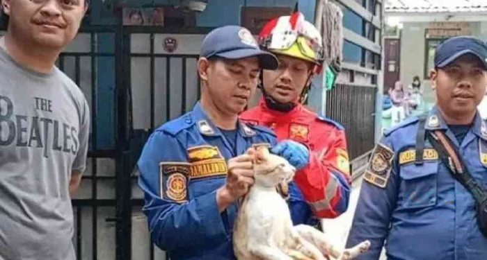 Seekor kucing oren diamankan Damkar karena sering menyerang warga.