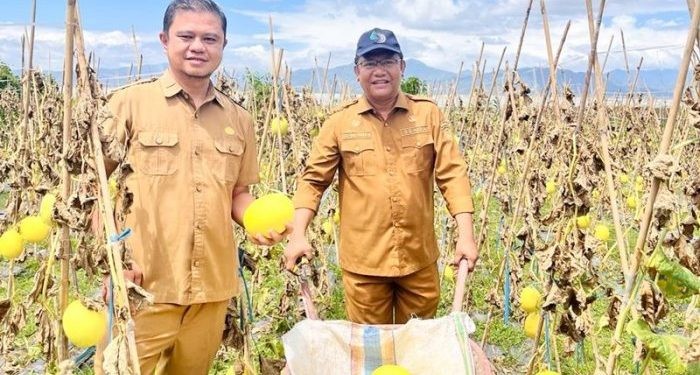 Sekretaris Daerah Provinsi Gorontalo Sofyan Ibrahim (kanan) saat memanen buah melon golden pada Selasa, 20 Februari 2024 Desa Barakati, Kabupaten Gorontalo (hms)