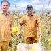 Sekretaris Daerah Provinsi Gorontalo Sofyan Ibrahim (kanan) saat memanen buah melon golden pada Selasa, 20 Februari 2024 Desa Barakati, Kabupaten Gorontalo (hms)