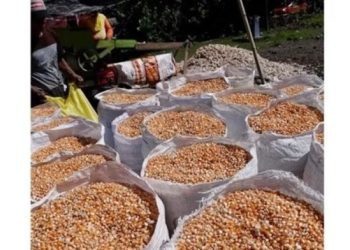 Jagung menjadi salah satu komoditas andalan bagi masyarakat Desa Daenaa. (Dok. Kementerian Desa PDTT)