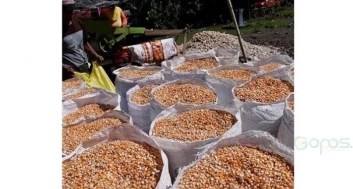 Jagung menjadi salah satu komoditas andalan bagi masyarakat Desa Daenaa. (Dok. Kementerian Desa PDTT)