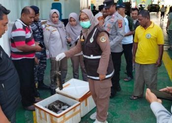 Gabungan Polsek Kawasan Pelabuhan Gorontalo dan Petugas Balai Karantina Hewan, Ikan, dan Tumbuhan mengamankan 60 kilogram Tikus yang sudah mati dan siap di konsumsi dari salah satu penumpang kapal KM Moinit yang tiba di Pelabuhan Penyeberangan Rabu pagi (20/3/2024).