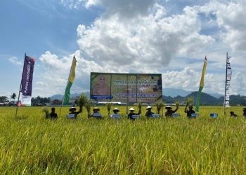 Pupuk Kaltim secara aktif kembali memberikan pendampingan bagi petani untuk pemilihan pupuk tepat dan berkualitas dalam mendorong produktivitas padi di Kecamatan Kalukku, Kabupaten Mamuju Sulawesi Barat