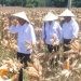 Presiden Joko Widodo saat panen jagung di Desa Kotaraja, Kecamatan Dulupi, Kabupaten Boalemo, Provinsi Gorontalo, Senin (22/4/2024).(F. Haris/Humasprov)