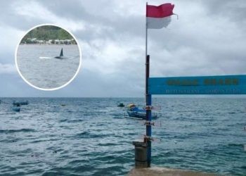 Wisata Hiu Paus. (Putra/Gopos)