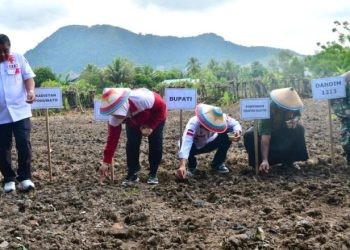 Penanaman padi gogo di pesantren Salafiyah-Safiiyah, Desa Banuroja, Kecamatan Randangan, Kabupaten Pohuwato, Selasa (21/05/2024). (F Iwan Karim)