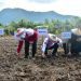 Penanaman padi gogo di pesantren Salafiyah-Safiiyah, Desa Banuroja, Kecamatan Randangan, Kabupaten Pohuwato, Selasa (21/05/2024). (F Iwan Karim)