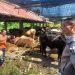 Bupati Gorontalo, Nelson Pomalingo, meninjau lokasi karantina ternak sapi yang akan dikirim ke Kalimantan Timur