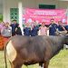 Pembagian hewan kurban oleh Citimall kepada warga melalui Masjid Al Mukarramah, Kelurahan Padebuolo, Kota Gorontalo.
