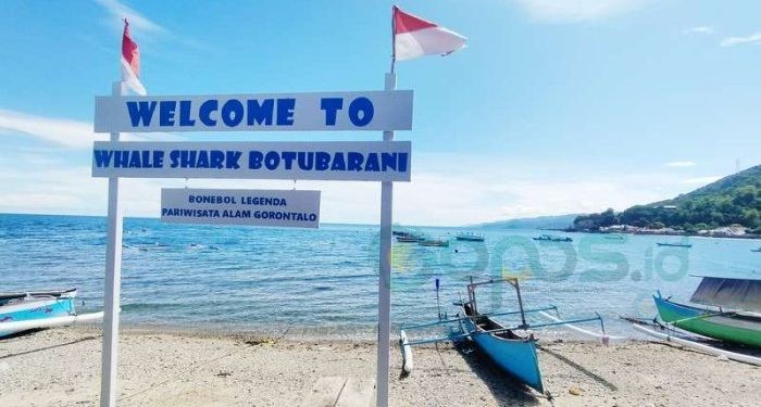 Hiu Paus 2 Pekan Menghilang, Wisata Whale Shark Botubarani Sepi