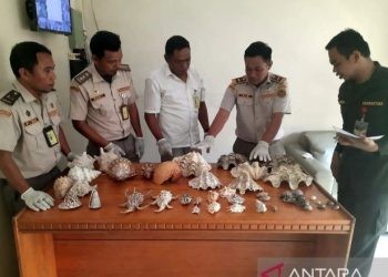 Badan Karantina Indonesia melalui Satuan Pelayanan Bandara Djalaluddin Balai Karantina Hewan, Ikan, dan Tumbuhan (BKHIT) Gorontalo menggagalkan upaya penyeludupan empat jenis ikan dilindungi. (ANTARA/HO-Biro Hukum dan Humas, Sekretariat Utama Badan Karantina Indonesia)