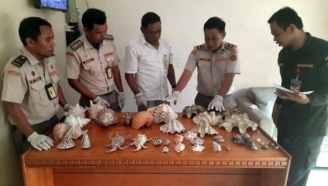 Badan Karantina Indonesia melalui Satuan Pelayanan Bandara Djalaluddin Balai Karantina Hewan, Ikan, dan Tumbuhan (BKHIT) Gorontalo menggagalkan upaya penyeludupan empat jenis ikan dilindungi. (ANTARA/HO-Biro Hukum dan Humas, Sekretariat Utama Badan Karantina Indonesia)