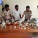 Badan Karantina Indonesia melalui Satuan Pelayanan Bandara Djalaluddin Balai Karantina Hewan, Ikan, dan Tumbuhan (BKHIT) Gorontalo menggagalkan upaya penyeludupan empat jenis ikan dilindungi. (ANTARA/HO-Biro Hukum dan Humas, Sekretariat Utama Badan Karantina Indonesia)