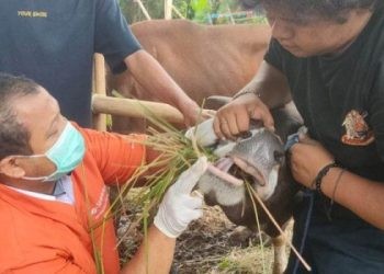Petugas memeriksa kesehatan hewan kurban di salah satu tempat penampungan hewan kurban (TPnHK) di wilayah Srengseng, Kembangan, Jakarta Barat, Senin (3/6/2024). ANTARA/Risky Syukur