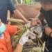 Petugas memeriksa kesehatan hewan kurban di salah satu tempat penampungan hewan kurban (TPnHK) di wilayah Srengseng, Kembangan, Jakarta Barat, Senin (3/6/2024). ANTARA/Risky Syukur