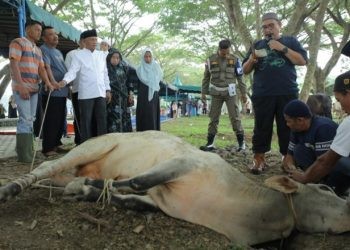 Bupati Asahan Surya turut menyaksikan penyembelihan hewan kurban di alun-alun Rambate Rata Raya, Kisaran, Senin (17/6/2024)