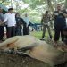 Bupati Asahan Surya turut menyaksikan penyembelihan hewan kurban di alun-alun Rambate Rata Raya, Kisaran, Senin (17/6/2024)