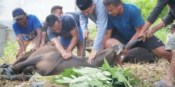 Sekretaris DPRD Kota Gorontalo NR Monoarfa turut menyembelih hewan kurban, Selasa (18/6/2024).