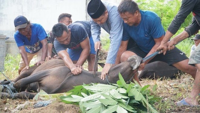 Sekretaris DPRD Kota Gorontalo NR Monoarfa turut menyembelih hewan kurban, Selasa (18/6/2024).