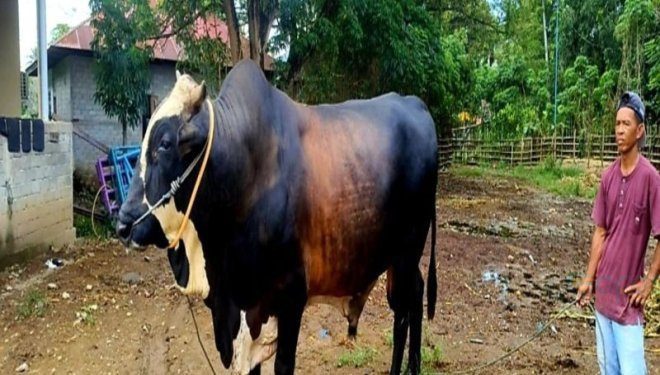 Bantuan sapi kurban jenis simental dengan bobot hampir 1 ton dari Presiden RI Joko Widodo untuk Gorontalo pada Idul Adha tahun ini. Sapi kurban diserahkan untuk Gorontalo Utara di Masjid Baiturrahim Kwandang. (ANTARA/HO-Diskominfotik Provinsi Gorontalo)
