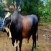 Bantuan sapi kurban jenis simental dengan bobot hampir 1 ton dari Presiden RI Joko Widodo untuk Gorontalo pada Idul Adha tahun ini. Sapi kurban diserahkan untuk Gorontalo Utara di Masjid Baiturrahim Kwandang. (ANTARA/HO-Diskominfotik Provinsi Gorontalo)
