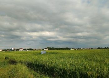 Realisasi program Demonstration Plot (Demplot) yang terus digencarkan PT Pupuk Kalimantan Timur (Pupuk Kaltim) dalam mendorong produktivitas pertanian masyarakat, kembali berhasil meningkatkan kapasitas produksi pertanian pangan melalui pendampingan optimal. 