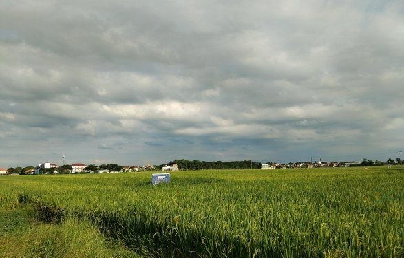 Realisasi program Demonstration Plot (Demplot) yang terus digencarkan PT Pupuk Kalimantan Timur (Pupuk Kaltim) dalam mendorong produktivitas pertanian masyarakat, kembali berhasil meningkatkan kapasitas produksi pertanian pangan melalui pendampingan optimal. 