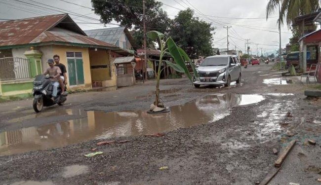 Beberapa titik di jalan Trans Sulawesi di Kecamatan Duhiadaa, Pohuwato ditanami pohon pisang karena rusak dan tak kunjung diperbaiki.(foto Yusuf/gopos)