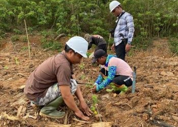 APREBI: Industri Biomassa Investasi Bermanfaat Atasi Kemiskinan dan Stunting