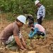 APREBI: Industri Biomassa Investasi Bermanfaat Atasi Kemiskinan dan Stunting