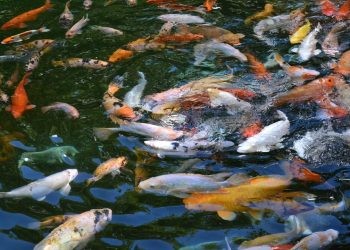 Ribuan Ikan Koi Terlepas ke Danau Limboto Akibat Banjir Besar di Gorontalo