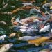 Ribuan ikan koi di Desa Barakati terlepas ke Danau Limboto akibat banjir besar yang terjadi di Provinsi Gorontalo pada 10 Juli 2024 Silam. 