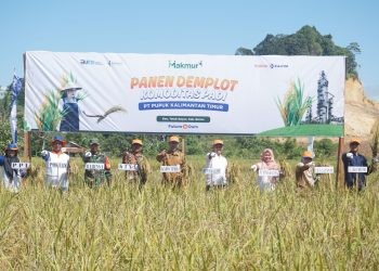 Demplot Pupuk Kaltim Tingkatkan Hasil Padi Berau hingga 7,5 Ton/Ha