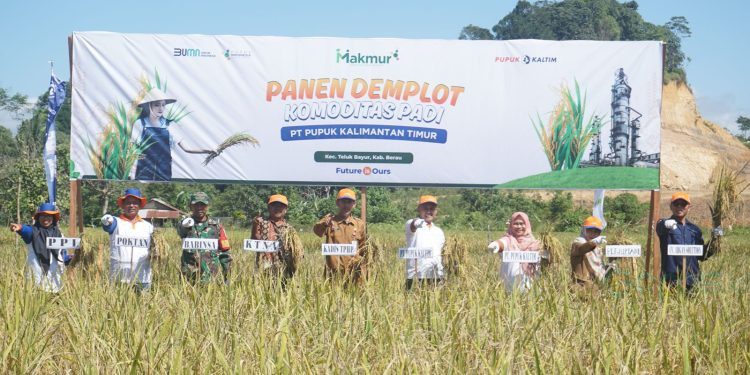 Demplot Pupuk Kaltim Tingkatkan Hasil Padi Berau hingga 7,5 Ton/Ha