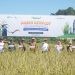 Demplot Pupuk Kaltim Tingkatkan Hasil Padi Berau hingga 7,5 Ton/Ha
