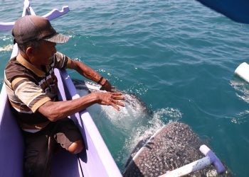 Seorang pelaku usaha perahu saat memberi makan dan berintekrasi dengan Hiu Paus di Perairan Botubarani, Kecamatan Kabila Bone, Bone Bolango, Gorontalo, Selasa (17/9/2024). (Foto Dinas Kominfo Bone Bolango)