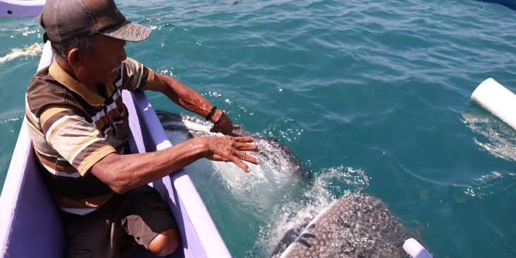 Seorang pelaku usaha perahu saat memberi makan dan berintekrasi dengan Hiu Paus di Perairan Botubarani, Kecamatan Kabila Bone, Bone Bolango, Gorontalo, Selasa (17/9/2024). (Foto Dinas Kominfo Bone Bolango)