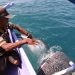 Seorang pelaku usaha perahu saat memberi makan dan berintekrasi dengan Hiu Paus di Perairan Botubarani, Kecamatan Kabila Bone, Bone Bolango, Gorontalo, Selasa (17/9/2024). (Foto Dinas Kominfo Bone Bolango)