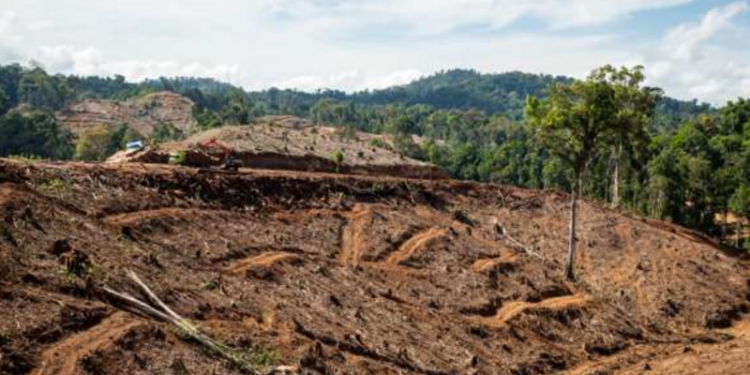 Dokumentasi aktivitas land clearing di konsesi PT Bayan Tumbuh Lestari. Kayu hutan alam dimanfaatkan menjadi wood pellet.(Foto Koalisi Masyarakat Sipil #SaveGorontalo)