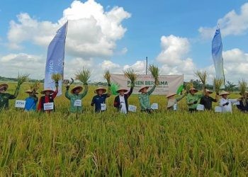 Panen Padi Bersama Otorita, Pupuk Kaltim Dukung Kemandirian Pangan IKN
