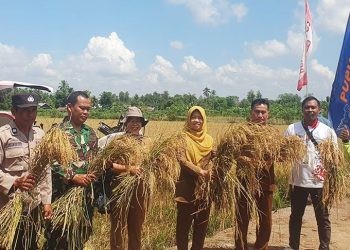 Demplot yang dilaksanakan PT Pupuk Kaltim di Desa Sidomulyo, Kecamatan Tamban Catur, Kapuas, Kalimantan Tengah.(Foto PT Pupuk Kaltim)