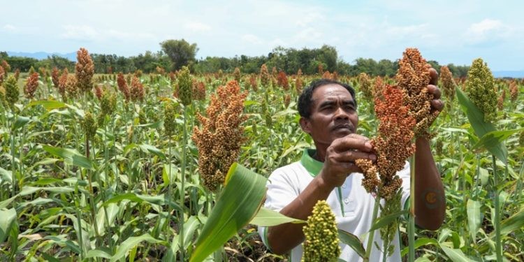 Mahasiswa KKN UNG Kenalkan Tanaman Sorgum ke Petani di Pohuwato